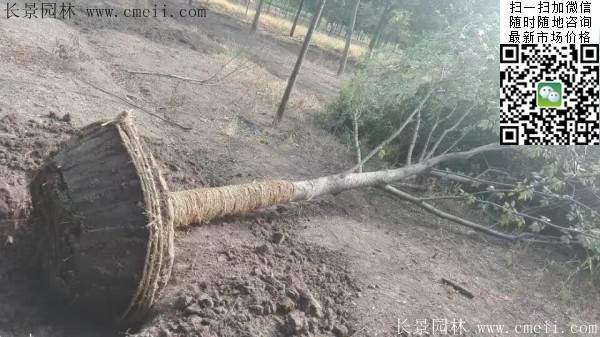 櫸樹綠化 櫸樹綠化