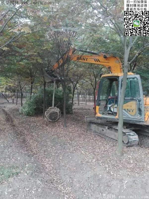 櫸樹綠化 櫸樹綠化