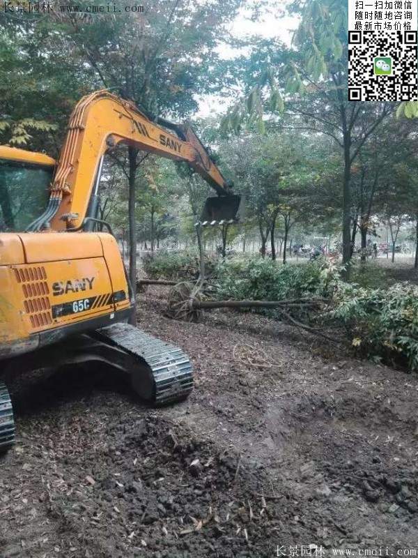 沭陽(yáng)櫸樹(shù)批發(fā) 沭陽(yáng)櫸樹(shù)批發(fā)