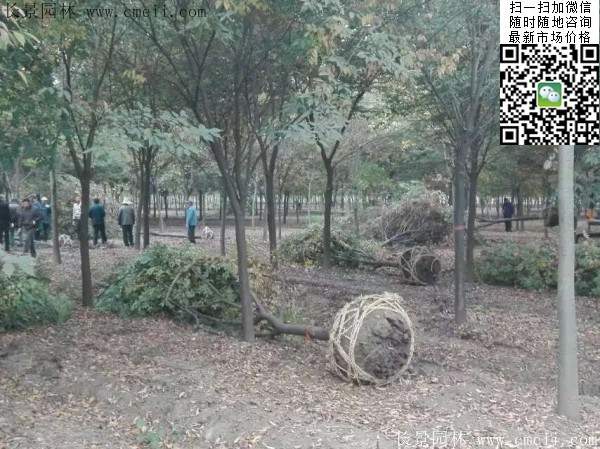 沭陽(yáng)櫸樹(shù)批發(fā) 沭陽(yáng)櫸樹(shù)批發(fā)