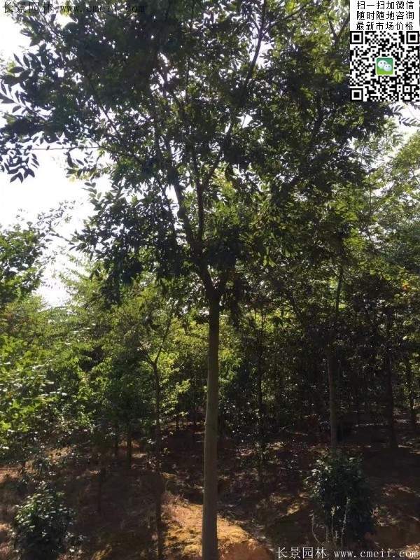 沭陽(yáng)櫸樹(shù)批發(fā) 沭陽(yáng)櫸樹(shù)批發(fā)