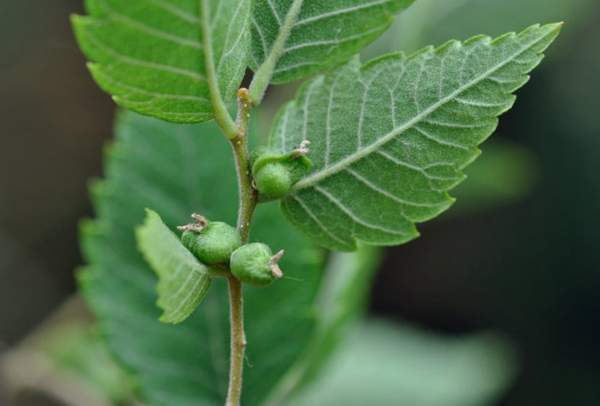 沭陽(yáng)櫸樹(shù)批發(fā) 沭陽(yáng)櫸樹(shù)批發(fā)