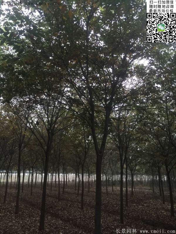 櫸樹大樹移栽 櫸樹大樹移栽