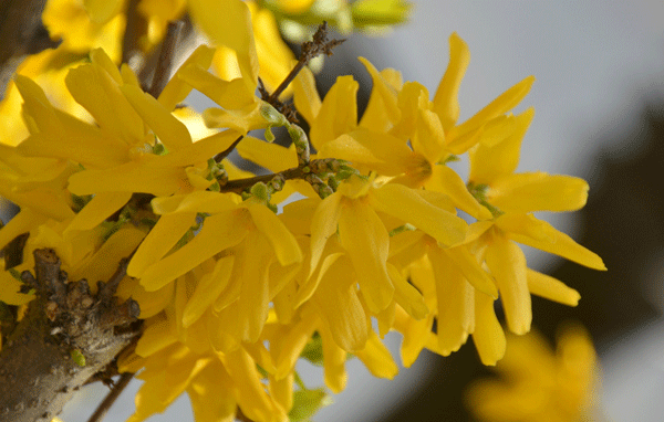 連翹--長(zhǎng)景園林 連翹--長(zhǎng)景園林