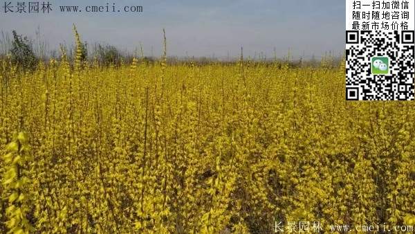 連翹--長(zhǎng)景園林 連翹--長(zhǎng)景園林
