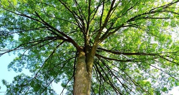 大規格櫸樹 大規格櫸樹