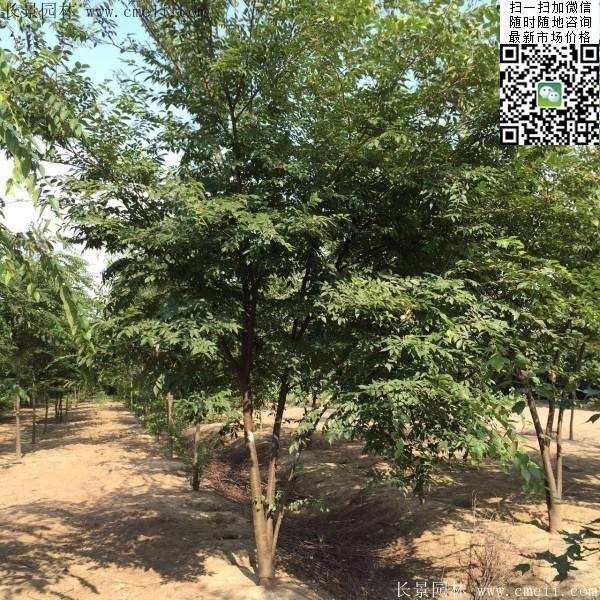 大規格櫸樹 大規格櫸樹