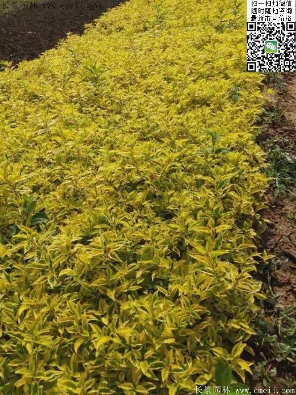 連翹--長景園林 連翹--長景園林