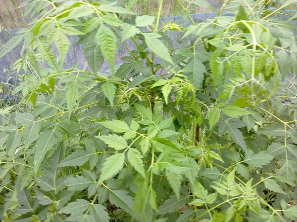 苦楝苗，苦楝樹