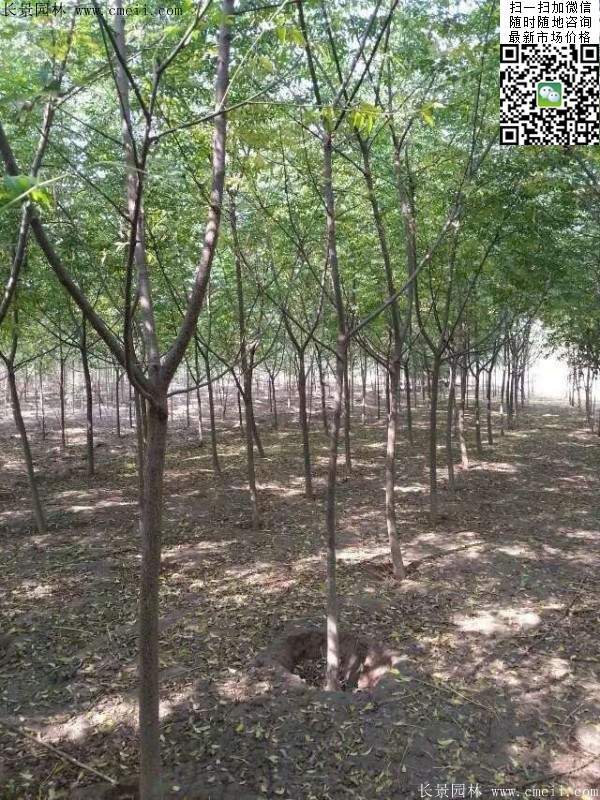 苦楝苗，苦楝樹