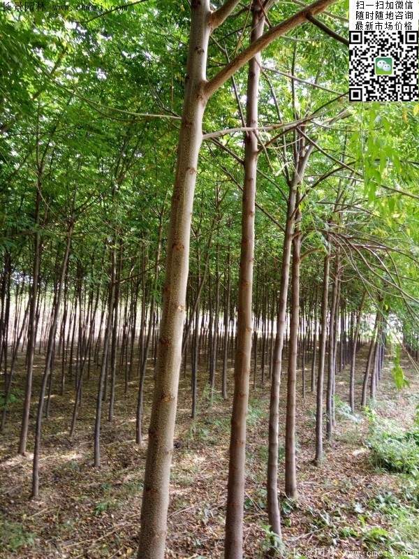 苦楝苗，苦楝樹