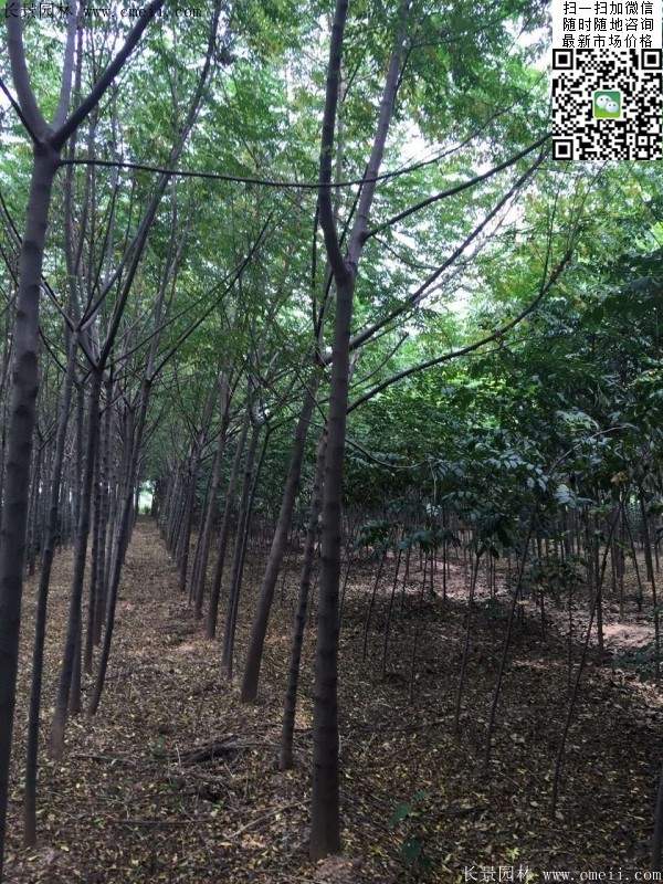 苦楝苗，苦楝樹