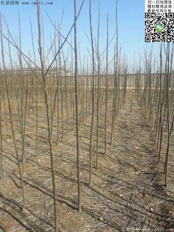 苦楝苗，苦楝樹