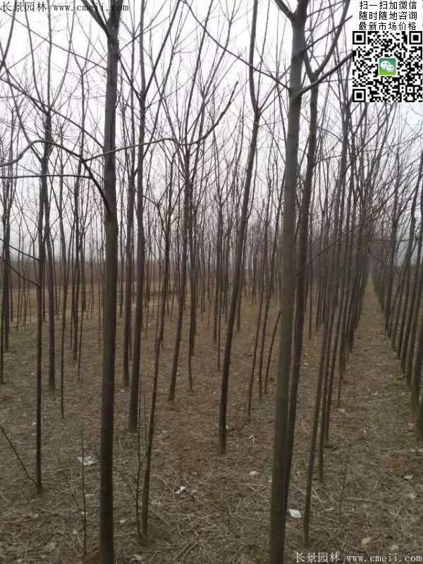 苦楝苗，苦楝樹