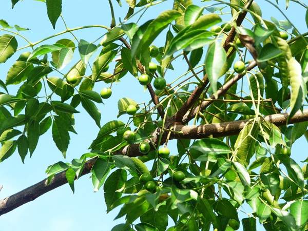 10月苦楝樹 10月苦楝樹