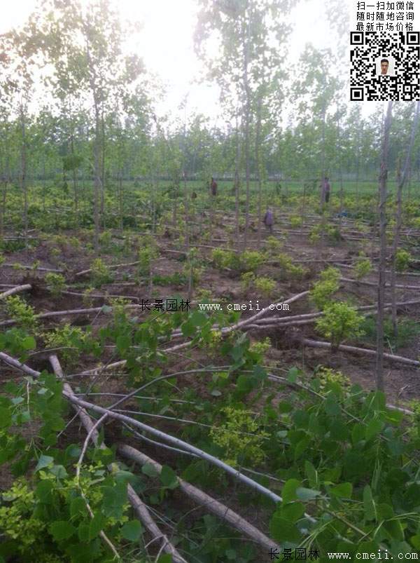 楊樹苗多少錢一棵?