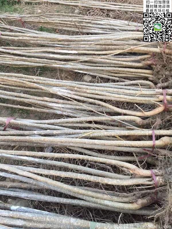 楊樹苗多少錢一棵?