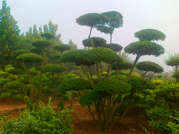 小葉女貞--長(zhǎng)景園林 小葉女貞--長(zhǎng)景園林