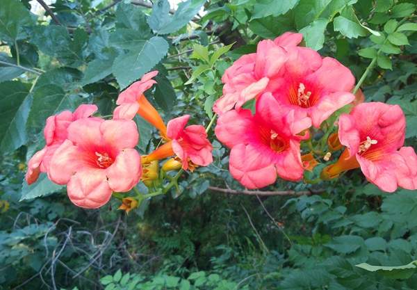 美國(guó)凌霄花 美國(guó)凌霄花