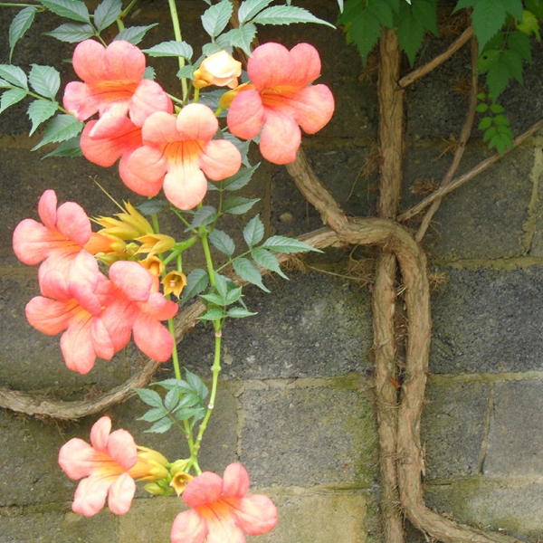 中國(guó)凌霄花 中國(guó)凌霄花