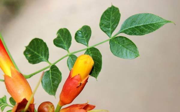 美國(guó)凌霄花的葉片 美國(guó)凌霄花的葉片