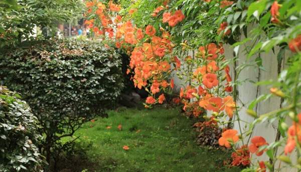 凌霄花行情 凌霄花行情