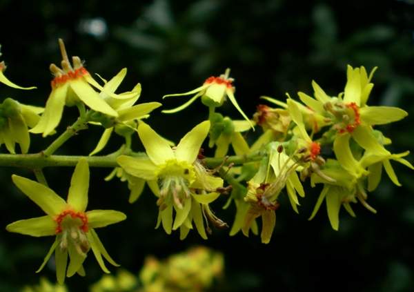 欒樹種類 欒樹種類