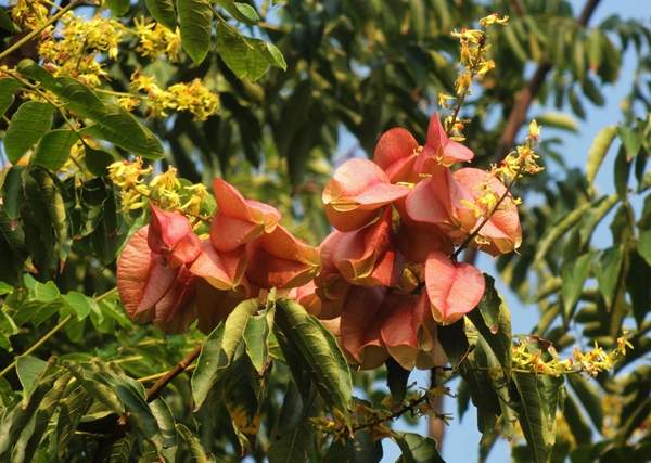 欒樹規格 欒樹規格