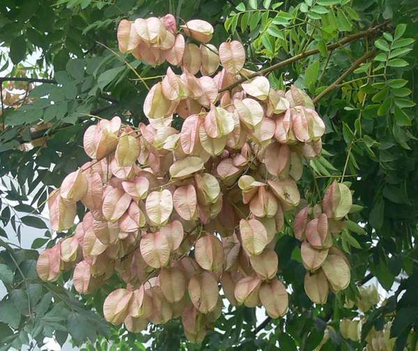 精品欒樹 精品欒樹