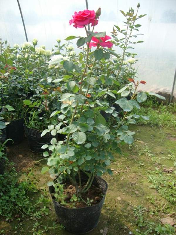 四季玫瑰 四季玫瑰