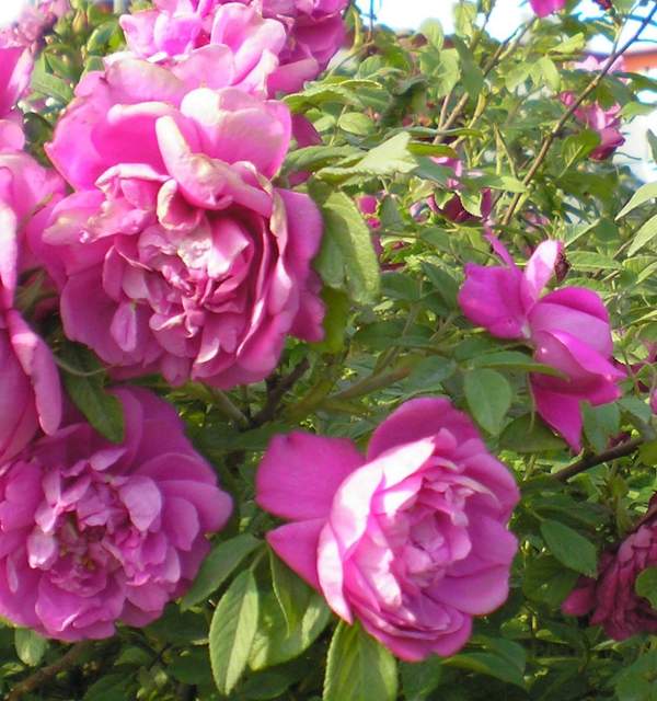 四季玫瑰 四季玫瑰