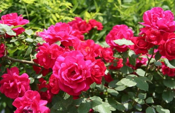 玫瑰花苗 玫瑰花苗