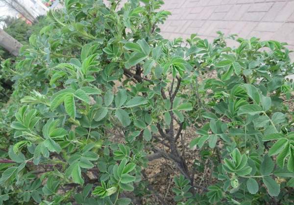 玫瑰花修剪 玫瑰花修剪