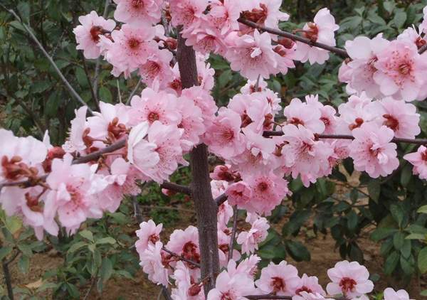 美人梅規格 美人梅規格