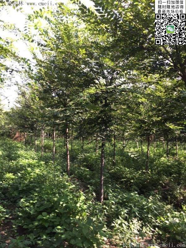 櫸樹哪里便宜？麻煩推薦一家大型，有誠信的單位！