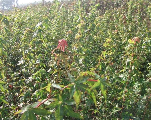 青楓樹珍貴 青楓樹珍貴