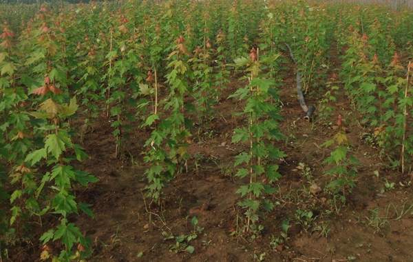 青楓樹珍貴 青楓樹珍貴