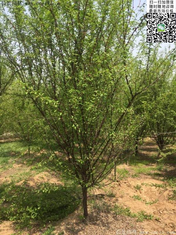 沭陽榆葉梅的價(jià)格 沭陽榆葉梅的價(jià)格