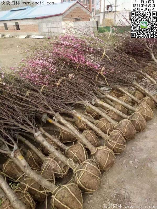 沭陽榆葉梅的價(jià)格 沭陽榆葉梅的價(jià)格