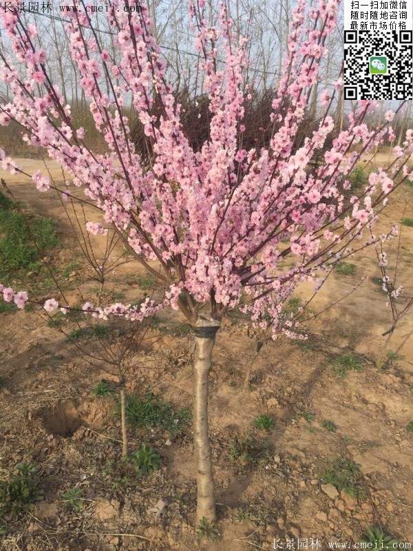 沭陽榆葉梅的價(jià)格 沭陽榆葉梅的價(jià)格