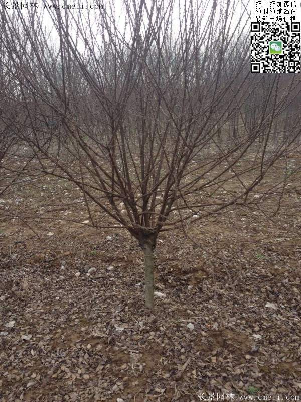 沭陽榆葉梅的價(jià)格 沭陽榆葉梅的價(jià)格