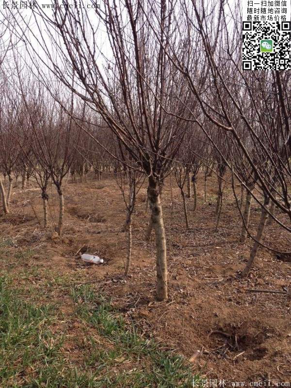 沭陽榆葉梅的價(jià)格 沭陽榆葉梅的價(jià)格