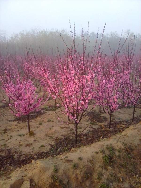 榆葉梅綠化 榆葉梅綠化