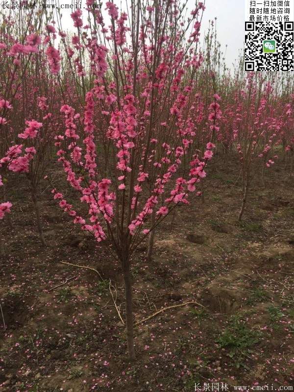 榆葉梅綠化 榆葉梅綠化