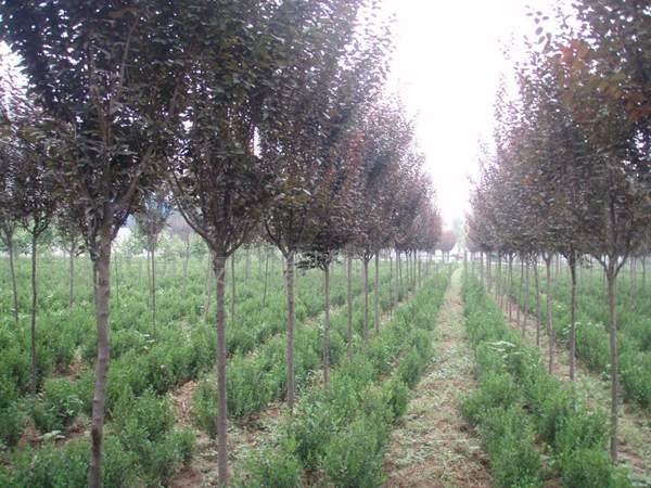 2016年紫葉李的價格 2016年紫葉李的價格