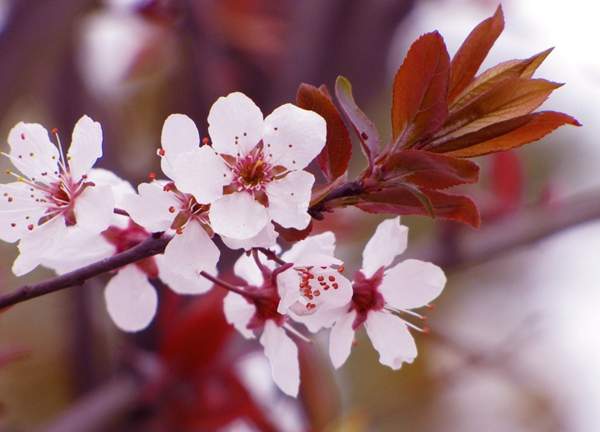 沭陽(yáng)紫葉李樹 沭陽(yáng)紫葉李樹