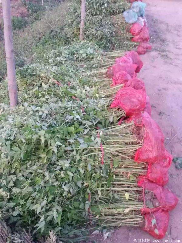 沭陽棣棠價格 沭陽棣棠價格