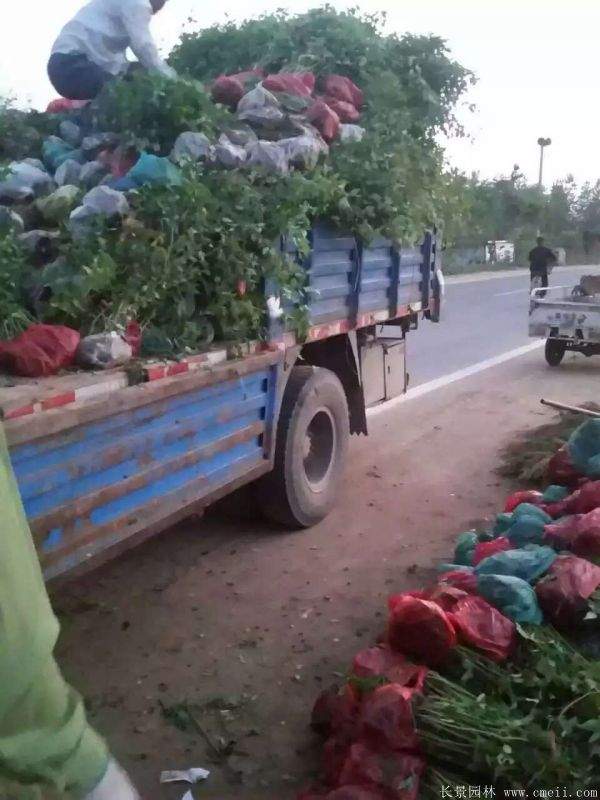 沭陽棣棠價格 沭陽棣棠價格