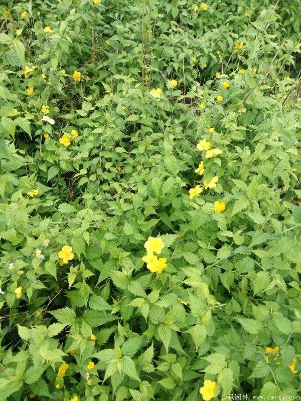 黃花棣棠 黃花棣棠