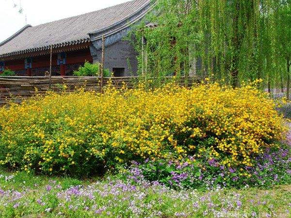 叢生棣棠花 叢生棣棠花